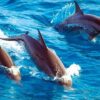 Dolphin Tour in Zanzibar