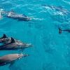 Dolphins and Snorkling at Mnemba 2