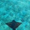 Manta Ray in Zanzibar, Mnemba Island snorkeling