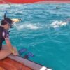 Dolphins and Snorkling shared trip