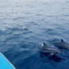 Dolphins in Zanzibar