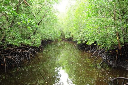 Jozani Forest National Park