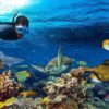 Dolphin Tour and Snorkeling at Mnemba