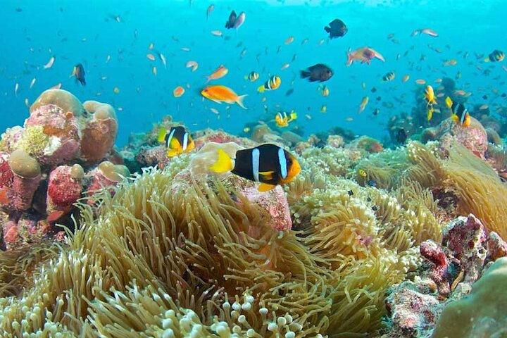 Private Snorkeling at Blue Lagoon, Star fish and The Rock Restaurant ...