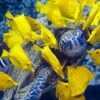 Snorkeling Tumbatu Island reef