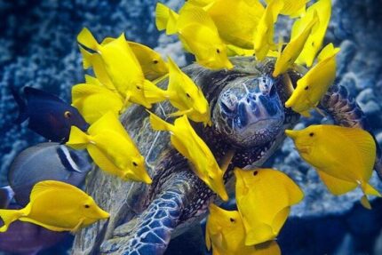 Snorkeling Tumbatu Island reef