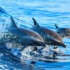 Dolphin Tour and Snorkeling at Mnemba