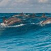 Dolphins Tour Snorkeling Mnemba