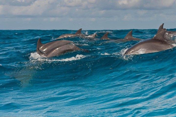 Dolphins Tour Snorkeling Mnemba